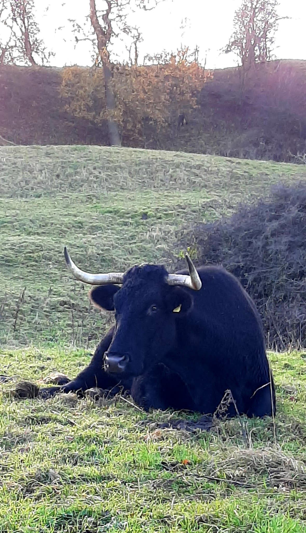cow with horns